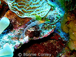 Diamond Blenny seen July 2008.  Photo taken with a Canon ... by Bonnie Conley 